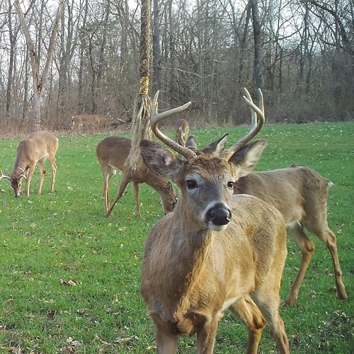 Deer Scent Rope Kit for Hunting with Golden Scent Concentrate - Precut and Taped Rope