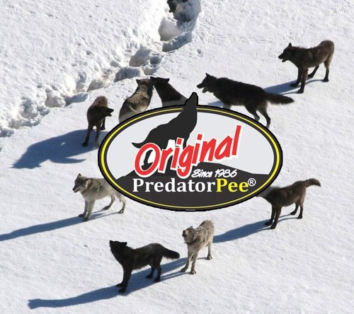 PredatorPee 100% Coyote Urine - Territorial Marking Scent - Creates Illusion That Coyote is Nearby - 16 oz