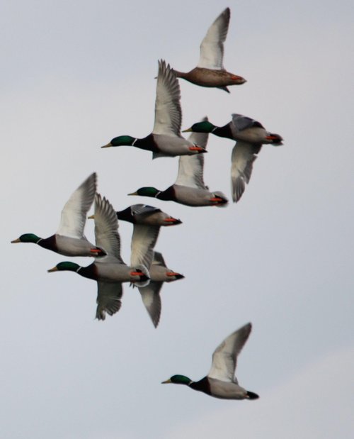 Primos Hunting Pro Mallard Call