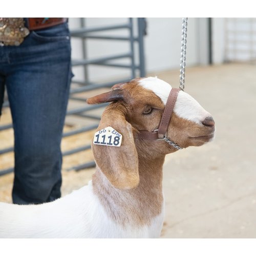 Weaver Leather Livestock Adjustable Brahma Webb Goat Halter, Brown, Large