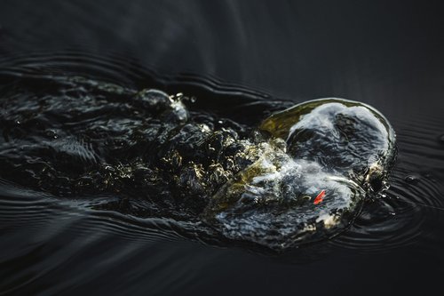 Berkley Swamp Lord Hollow Body Frog Fishing Bait