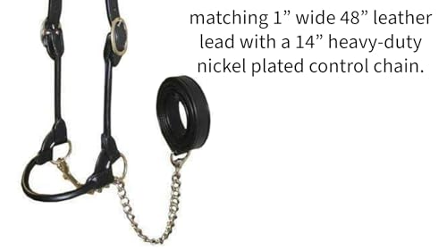Black Large Leather Cattle Show Halter with Matching Chain Lead - Derby Originals