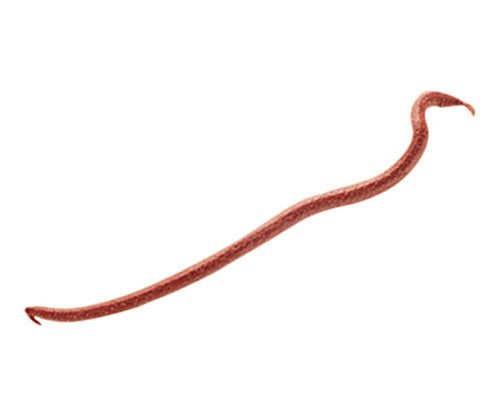 Berkley Gulp! Earthworm Red Wiggler, 1.1-Ounce, 4 inch