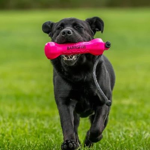Barrows Outdoor Dog Training Bumpers (Orange)