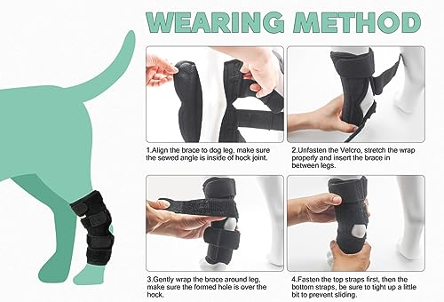 Dog Leg Brace for Rear Hock Joint - Right Size, Support & Recovery, M