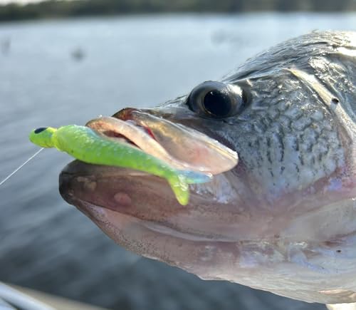 Crappie Live Minnow Bait - Bobby Garland Live Roam'R Monkey Milk 1.75"