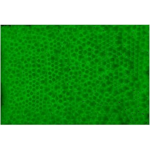 Lancer Tactical 0.20g-0.30g Streamline Competition Grade Tracer Airsoft BBS (Color: Green) X3