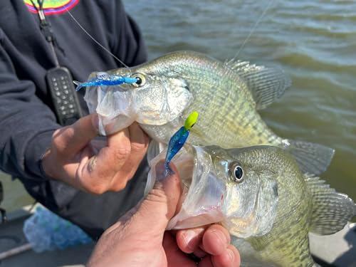 Crappie Live Minnow Bait - Bobby Garland Live Roam'R Monkey Milk 1.75"