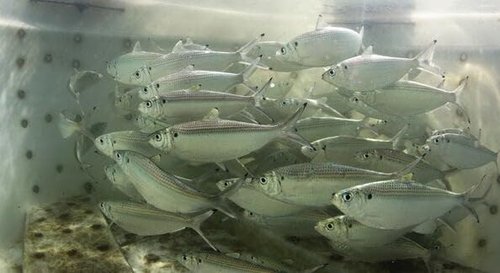 FISH KRACK - Baitfish Enhancement and Keeping Formula Additive for Minnow Buckets, Livewells and Bait Tanks. Keeps Holding Fish Alive Longer, Healthier, and Improves Performance Levels.