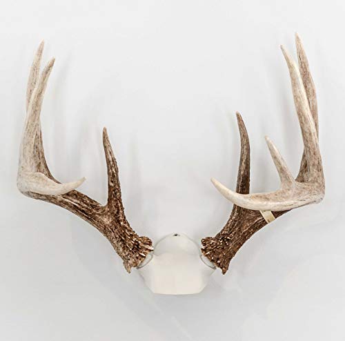 DIY Antler Mounting Kit with Skull Cap for Wall or Table Display - Adjustable & Durable