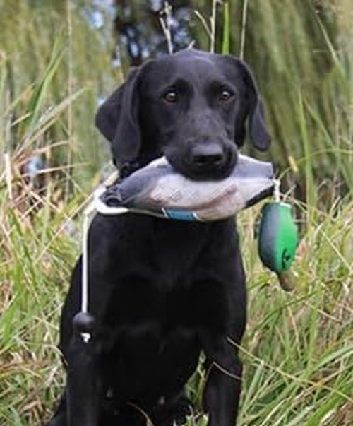 HuntEmUp Ultimate Waterfowl Dog Training Scent Kit - Waterfowl Scent for Dog Training Duck Goose Dog Training Scent Injector
