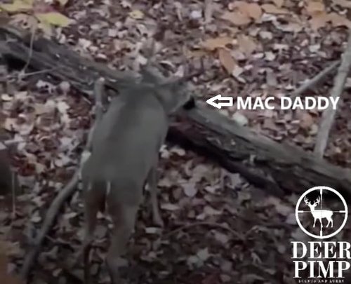 DEER PIMP MAC Daddy Trifecta Real Deer Urine Diffuser with (3) Urine Cartridges: ESTRUS, Dominant Buck, and Regular Doe, 100 Hr Run Time Internal Rechargeable Battery, 210+ Hours of Hunting Time