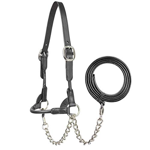 Black Large Leather Cattle Show Halter with Matching Chain Lead - Derby Originals