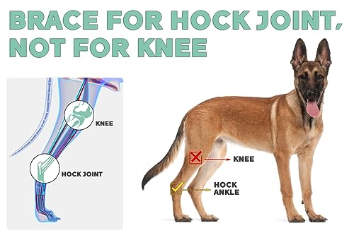 Dog Leg Brace for Rear Hock Joint - Right Size, Support & Recovery, M