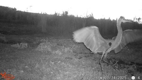 Wildgame Innovations 24MP Terra XD