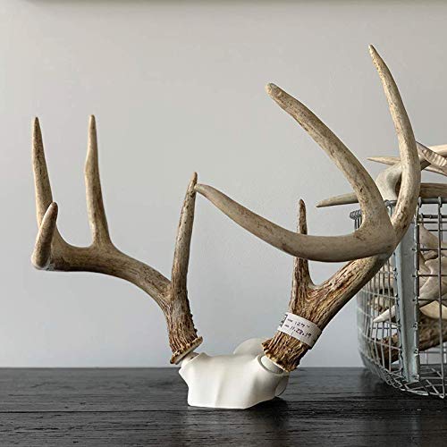 DIY Antler Mounting Kit with Skull Cap for Wall or Table Display - Adjustable & Durable