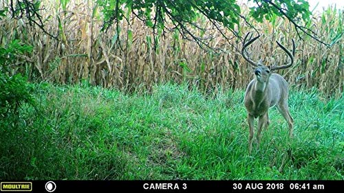 Bachelor Group | Whitetail Buck Urine | Fresh Pure Mock Scrape Urine | Cover Scent | Buck Pee | Fill Your Mock Scrape Dripper | Deer Scent | 4 oz Bottle