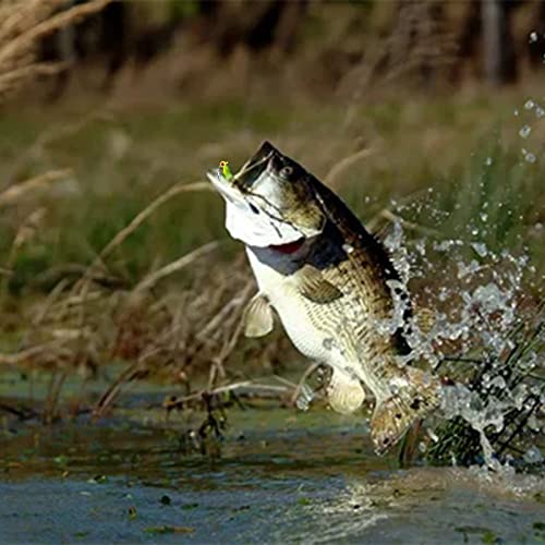Crappie Fishing Lure Set 50pcs with Jig Heads & Hooks - 2in Baits, Includes Variation A