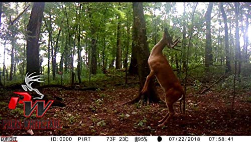 Bachelor Group | Whitetail Buck Urine | Fresh Pure Mock Scrape Urine | Cover Scent | Buck Pee | Fill Your Mock Scrape Dripper | Deer Scent | 4 oz Bottle