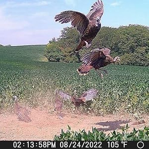 MUDDY Merge 3-Pack Cellular Trail Cameras – 26MP, LTE Dual SIM, Color Night Vision, App Control – Includes 3 Cameras for Ultimate Coverage