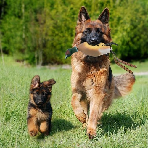 Attikee 2 Pcs Foam Duck Dummy Bumper - Retriever Hunting Dog Training Toys for Waterfowl Recognition & Retrieval, Duck Decoys - Durable Puppy Dog Trainer