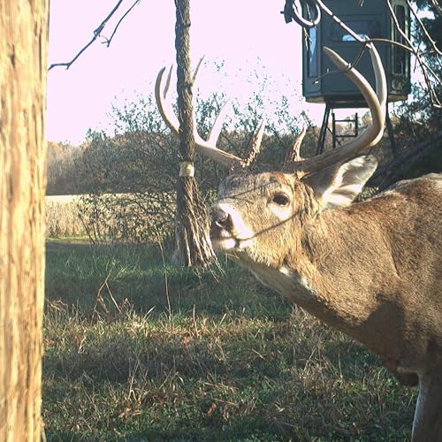 Deer Scent Rope Kit for Hunting with Golden Scent Concentrate - Precut and Taped Rope