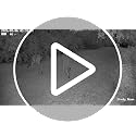 4G LTE Cellular Trail Camera with 2.5K Live Streaming & SIM Card - TC32-1 Pack