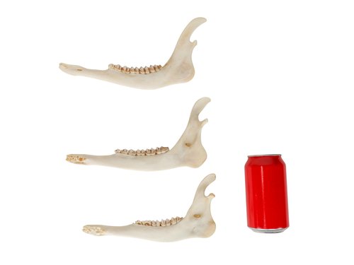 One Assorted Real Deer Jaw Bone
