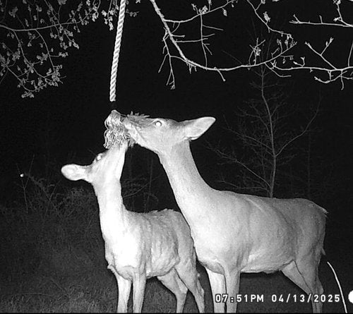 BuckStik Buck Rope Rope Mock Scrape Kit ?“Rigid Deer Rope with Artificial Leaves & Pure Preorbital Gland | Deer Hunting Attractant | Deer Hunting Gear | Bow Hunting | Mock Scrapes for Whitetail Deer