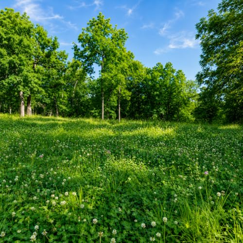4-Pound Imperial Clover Food Plot Seed for Deer Attractant & Nutrition - Spring & Fall Planting
