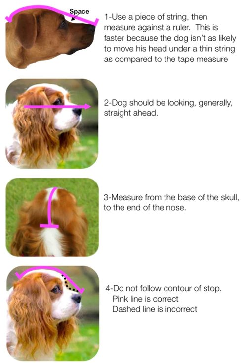 Out Fox Field Guard Size XS - Vet-Recommended Dog Safety Mask for Foxtails, Grass Seeds, Bugs and Debris | Breathable, Lightweight, Patented Design | Multiple Sizes