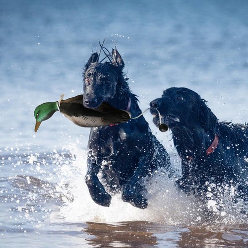 SYWAN Duck Pheasant Dove Dog Training, Dove Dummy for Dog Training Dummy Bumper Retriever Training Floating De-ad Bird Fowl Trainer Hunting Retriever Dog Training Accessories