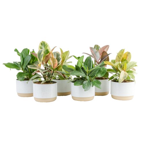 Costa Farms Ficus Live Plants (Pack of 6), Easy to Grow Live Indoor Houseplants, Grower's Choice Collection, Potted in Minimal Decor Plant Pots, Potting Soil, Housewarming Gift, Home and Room Decor