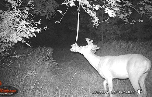 BuckStik Buck Rope Rope Mock Scrape Kit ?“Rigid Deer Rope with Artificial Leaves & Pure Preorbital Gland | Deer Hunting Attractant | Deer Hunting Gear | Bow Hunting | Mock Scrapes for Whitetail Deer