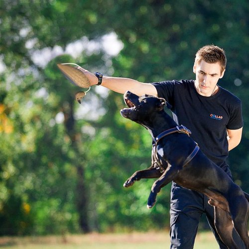 Douthfolle Morning Dove Dummy for Hunting Dog Dove Dog Training Dummy Bumper for HuntingTraining Dead Bird Bumper Trainer