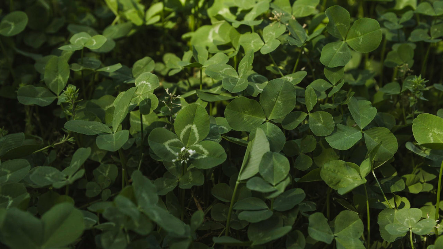 Whitetail Institute Imperial Clover Food Plot Seed (Spring and Fall Planting), 4-Pound (1/2 Acre)