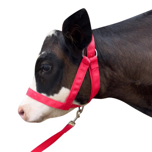 Calf Halter with Leading Rope Adjustable Calf Halter with Leading Rope for Miniature Horse Donkey Goat Foal Nylon Cattle Training Supplies Pink S