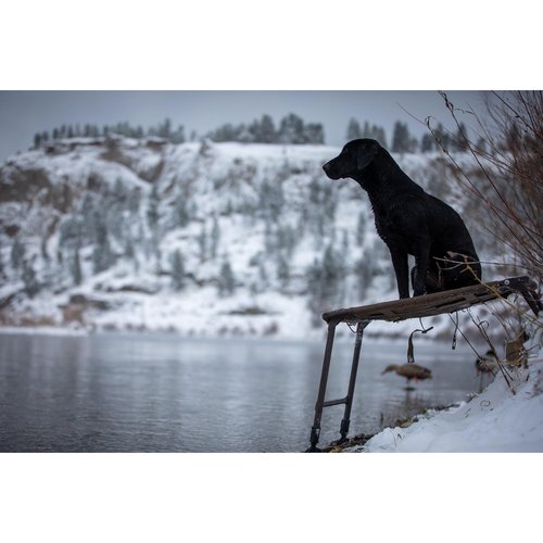 Momarsh Final Stand Dog Adjustable Training Platform | Hunting Stand | Elevated Pet System for Place, Agility & Steadiness | Waterfowl Duck Trainer System | Mesh Bottom, Mud Feet | 150 lb Capacity