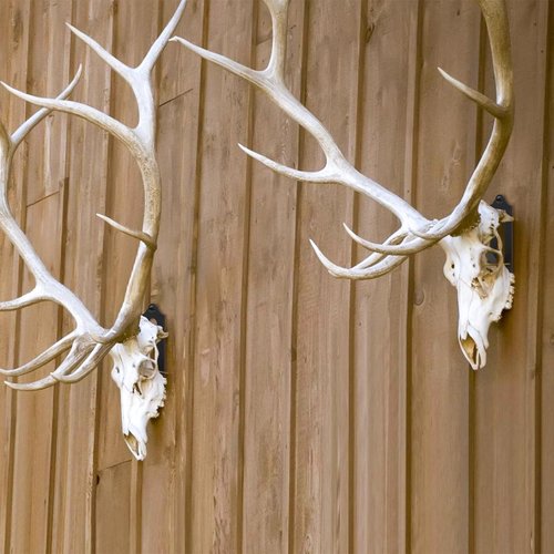 Qonutoci European Mount Skull Hanger - 12 Pack 4.1"x1.4" Deer Hanger, Heavy-Duty Rustproof Hooks for Deer, Antelope, Coyote & Small Game Taxidermy, Easy to Install, Indoor/Outdoor Use