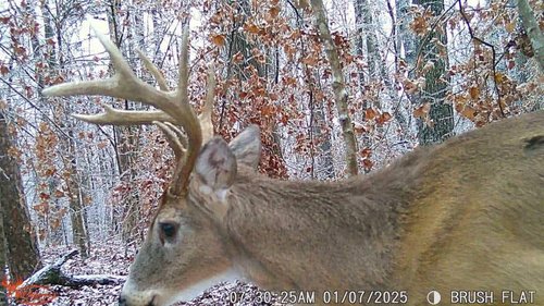 Wildgame Innovations 24MP Terra XD