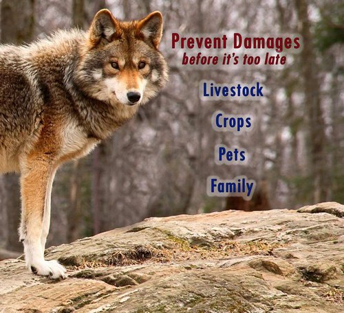 PredatorPee 100% Coyote Urine - Territorial Marking Scent - Creates Illusion That Coyote is Nearby - 16 oz