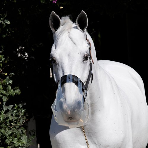 ThinLine Flexible Filly Grazing Muzzle | Lightweight Safe Comfortable Ventilated Equine Slow Feed Halter Mounting Clear Horse Mask, Cob/Horse, 2.5+ cm Hole