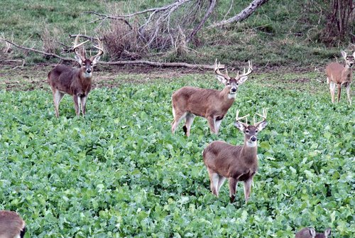 Whitetail Institute Winter-Greens Deer Food Plot Seed for Fall Planting, Annual Brassica Blend to Attract Deer in The Early and Late Season, Very Cold and Drought Tolerant, 3 lbs (.5 Acres)