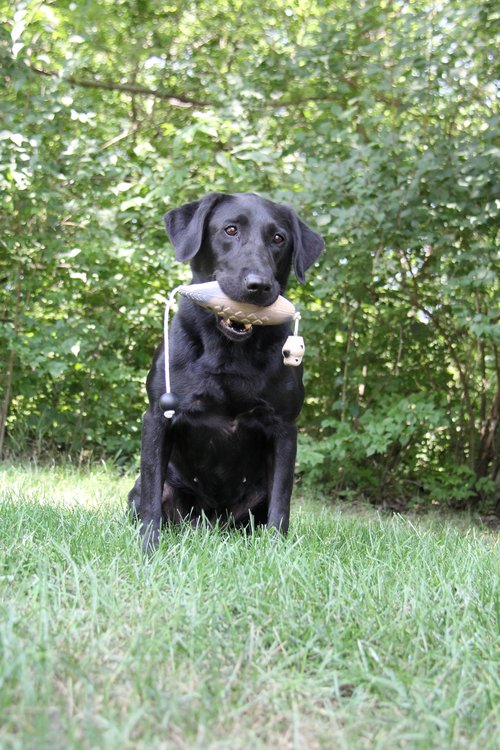 HuntEmUp Ultimate Dove Dog Training Scent - Realistic Dove Dummy Included for Effective Bird Dog Training
