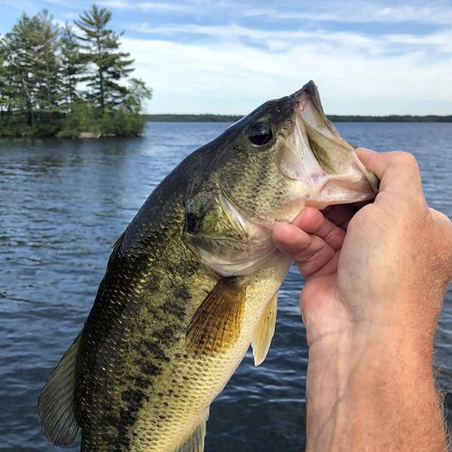 MadBite Ned Rig Jig Hook Kits, Finesse Mushroom Jig Heads for Soft Lures (Green Pumpkin, 1/8 oz)