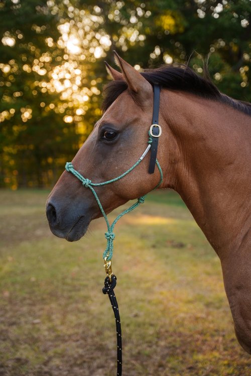 Knotty Girlz Custom Quick Release Stiff Rope Halter with Leather Crown