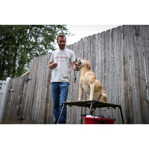 Momarsh Final Stand Dog Adjustable Training Platform | Hunting Stand | Elevated Pet System for Place, Agility & Steadiness | Waterfowl Duck Trainer System | Mesh Bottom, Mud Feet | 150 lb Capacity