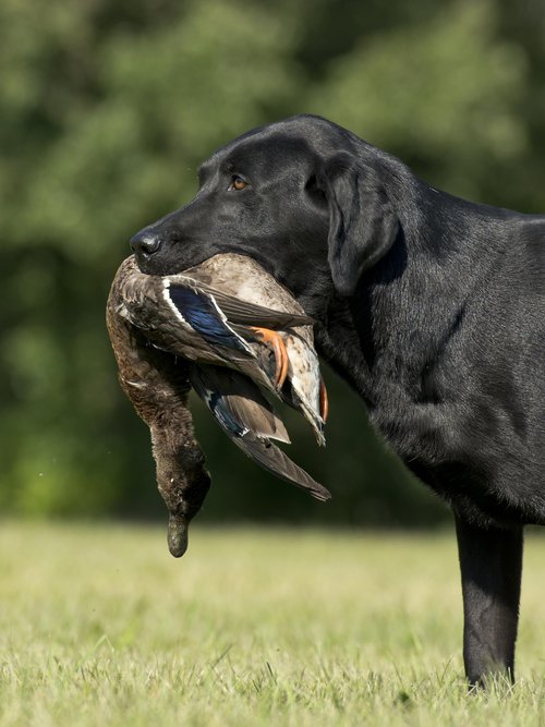 HuntEmUp Ultimate Greenwinged Teal Dog Training Dummy Retrieving EZ Teal Duck Bumper Retriever Fowl Dead Green Wing Teal