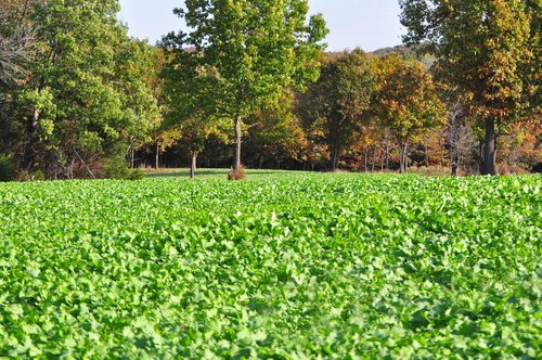 Whitetail Institute Winter-Greens Deer Food Plot Seed for Fall Planting, Annual Brassica Blend to Attract Deer in The Early and Late Season, Very Cold and Drought Tolerant, 3 lbs (.5 Acres)
