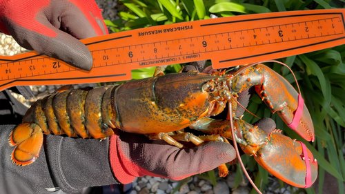 AirFly Folding Fish Measuring Board – 32in Ruler with Built-in 3.25”, 5”, 5.75” Gauges – Dungeness, Blue Crab, Lobster – Ruler for Boat, Shore, Kayak – Orange, Designed in USA